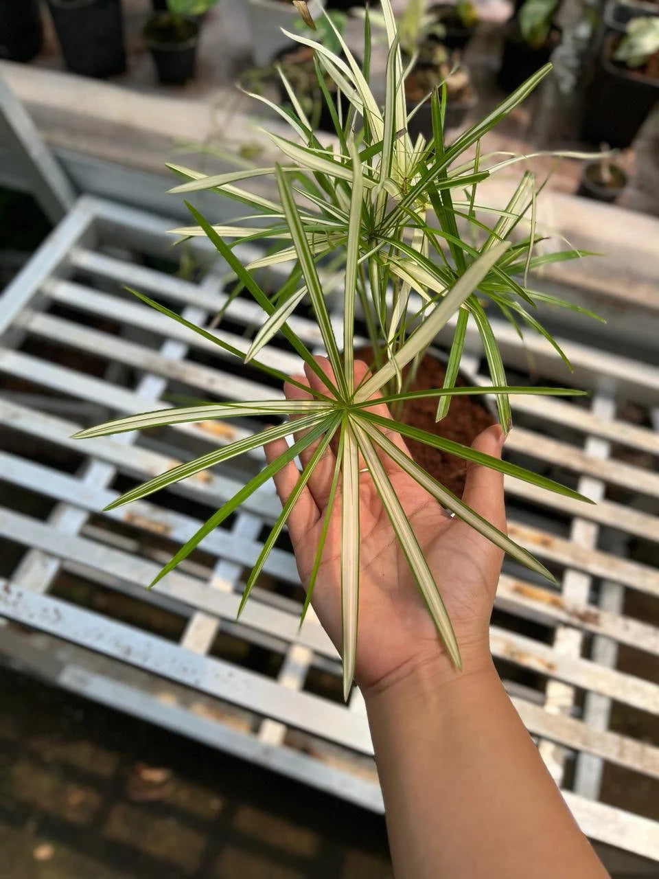 Cyperus White Variegated Medium Size, Whole Plant
