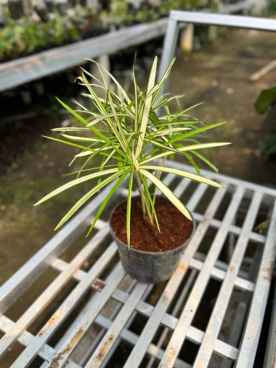 Cyperus White Variegated Medium Size, Whole Plant