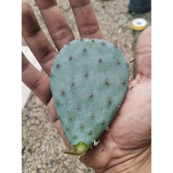 Opuntia Santarita medium size