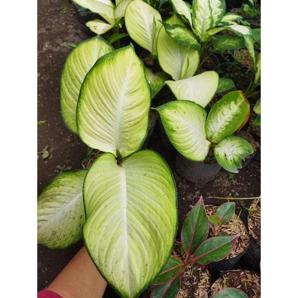 Dieffenbachia Bangkok 2-3 Leaves