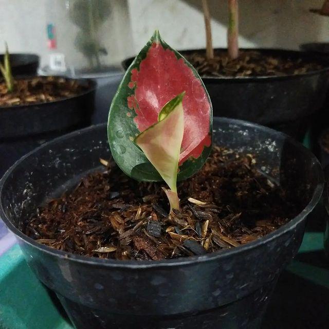 Aglaonema Suksom 2 - 4 leaves