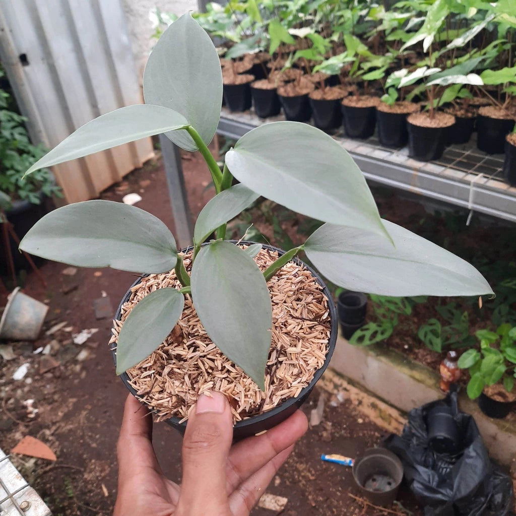 Philodendron Hastatum 2-3 Leaves
