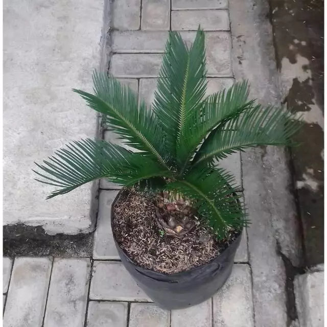 Cycas Revoluta Sago Palm 20 - 30cm