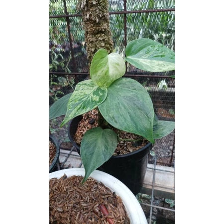 Philodendron Micans Variegata 2 - 4 leaves