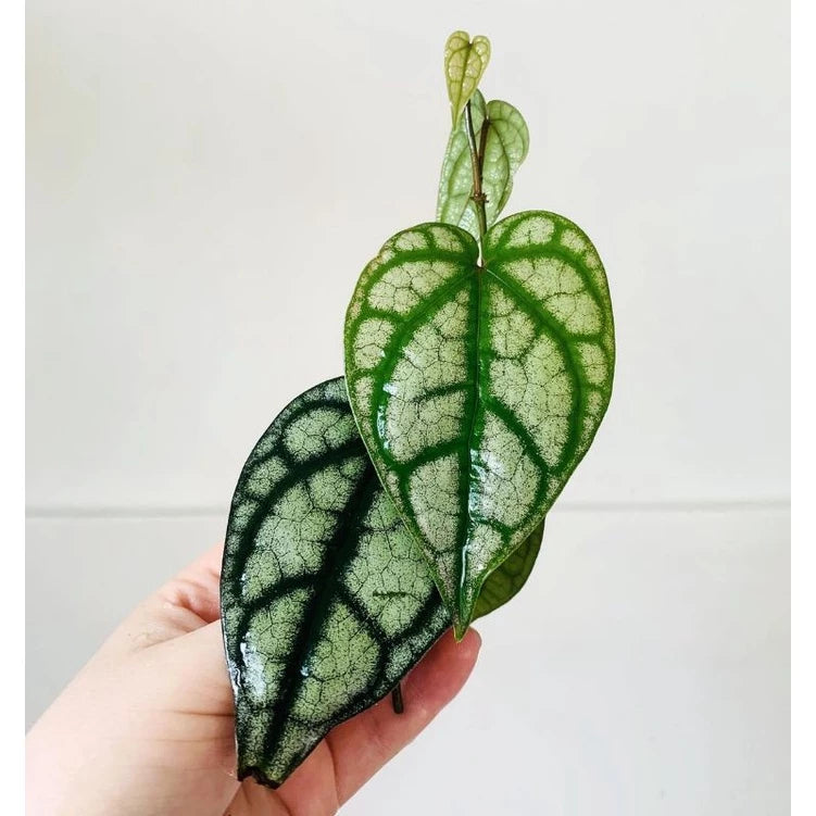 Piper Sylvaticum 2 - 4 leaves