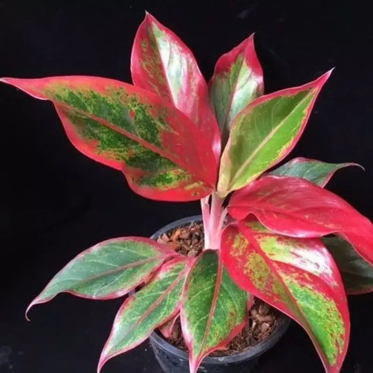 Aglaonema Moonlight 2 - 4 leaves