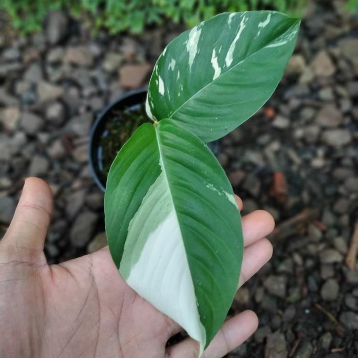 Rhaphidophora Foraminifera Variegated 2 - 4 leaves