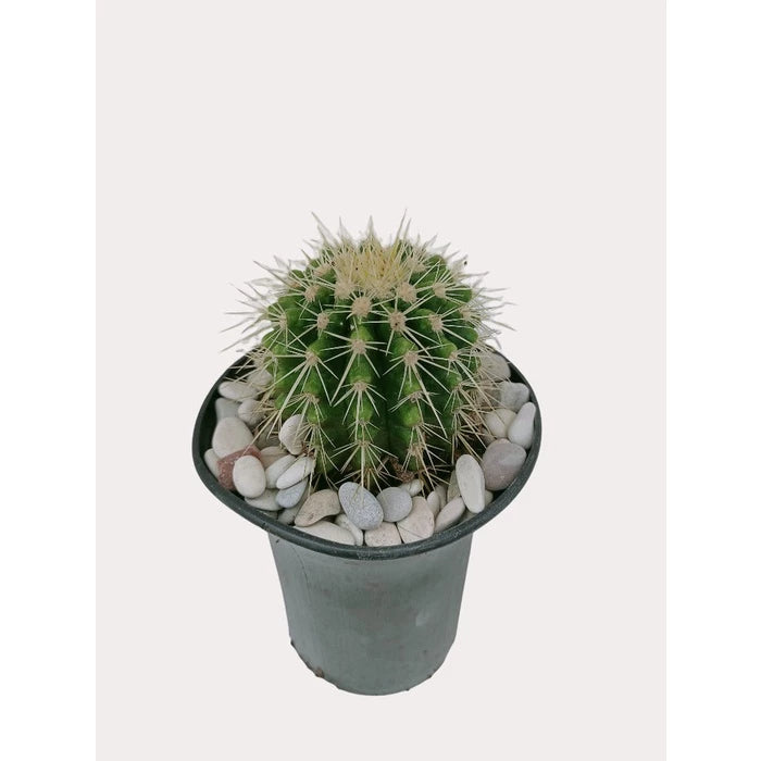 Echinocactus Grusonii medium size