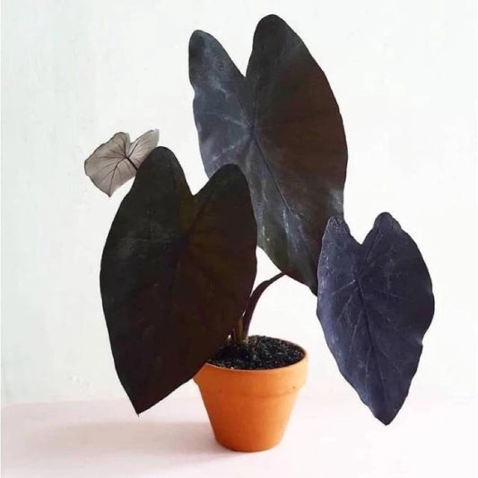 Colocasia Black Magic 2-3 Leaves