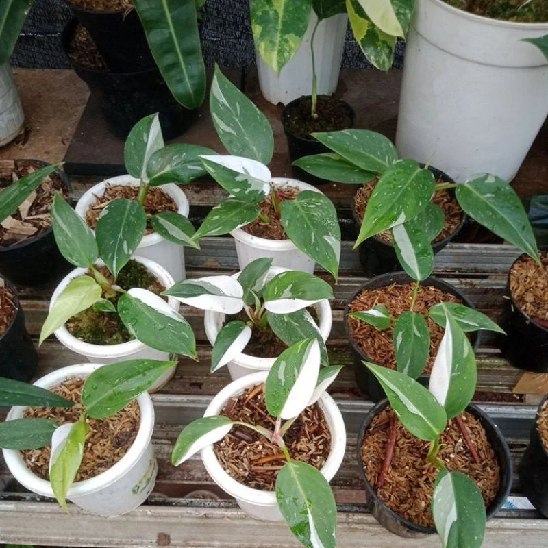 Philodendron White Princess 2-3 Leaves