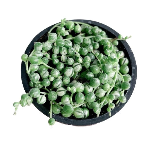 Senecio Rowleyanus Strings of Pearl Variegated 2-3 Leaves