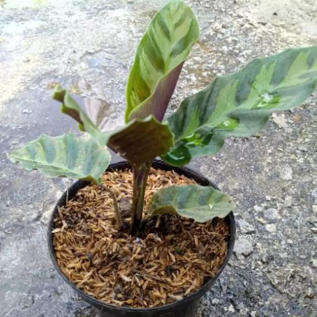 Calathea Lancifolia - 4 leaves
