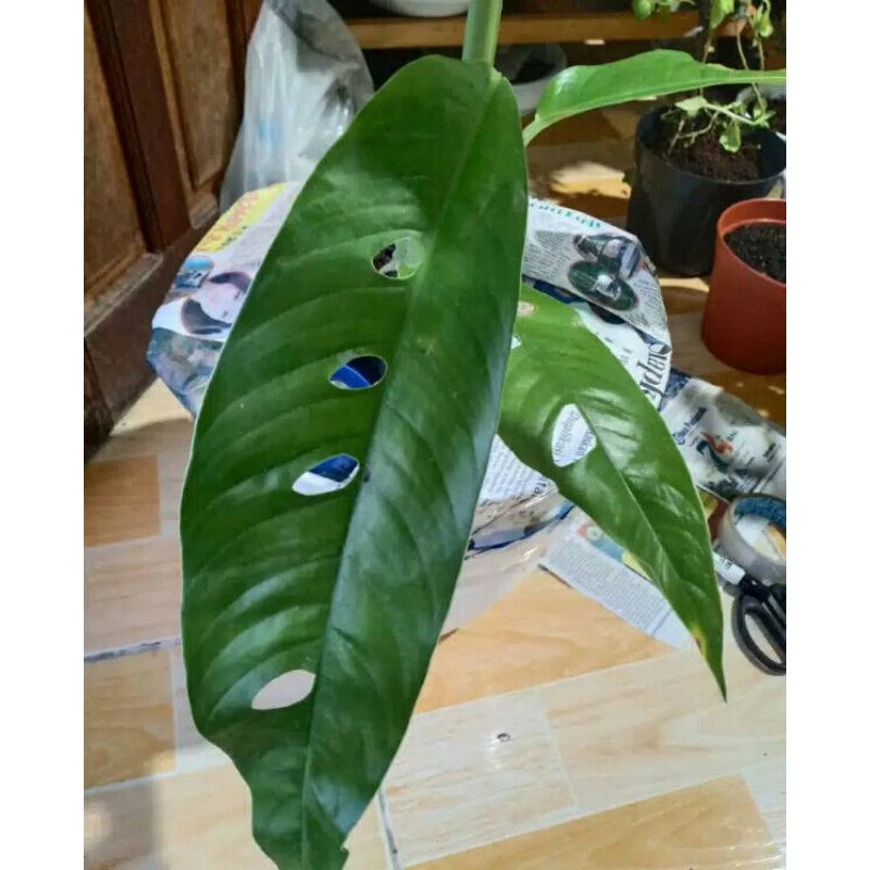 Rhaphidophora Megasperma 2 - 4 leaves