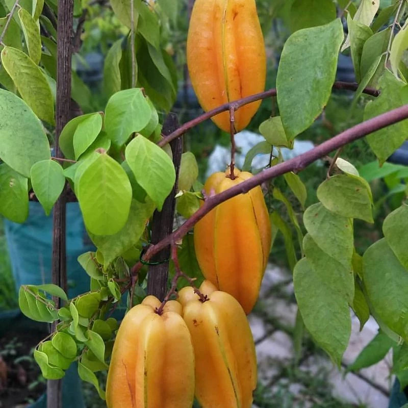 Starfruit Madu Jumbo 30 - 50cm