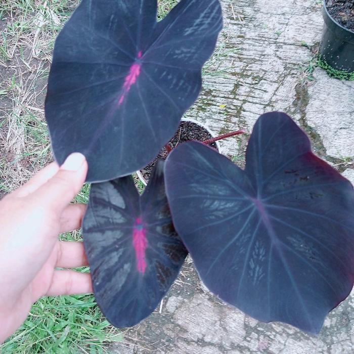 Colocasia Black Lava 2-3 Leaves
