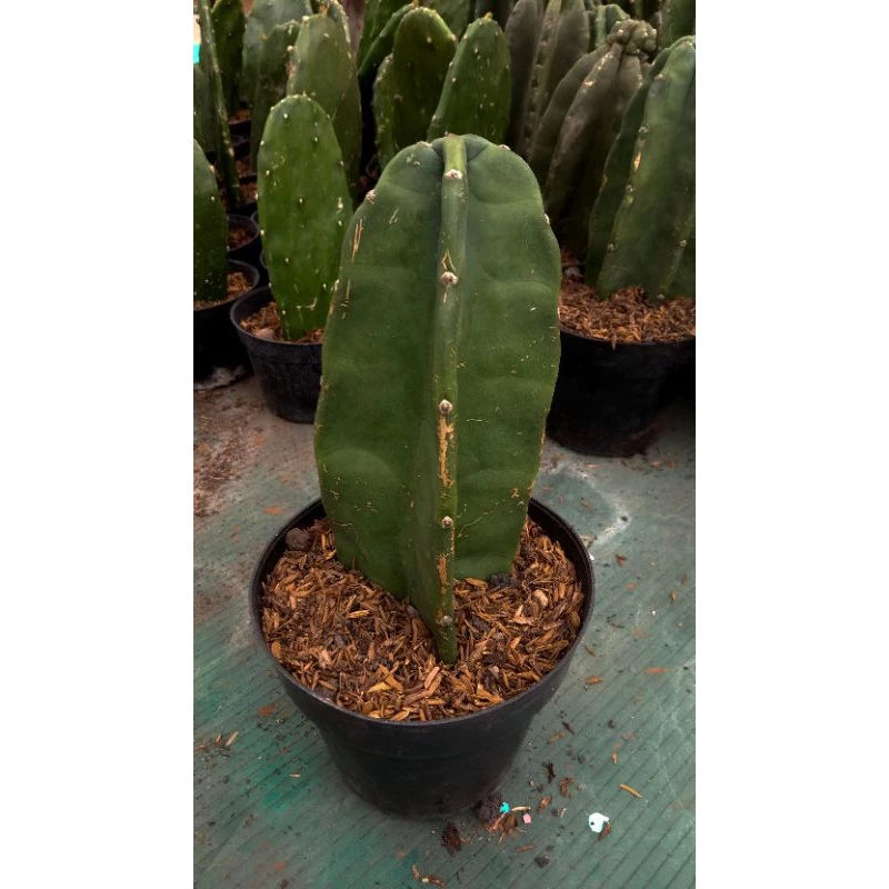Cereus Cristata medium size