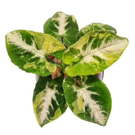 Syngonium Scrumble Egg 2-3 Leaves