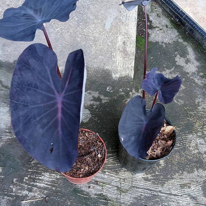 Colocasia Nirmala 2-3 Leaves