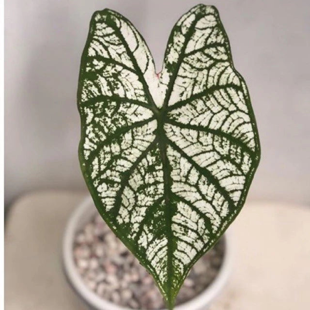 Caladium Snow White 2-3 Leaves