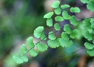 Adiantum Jordanii medium size