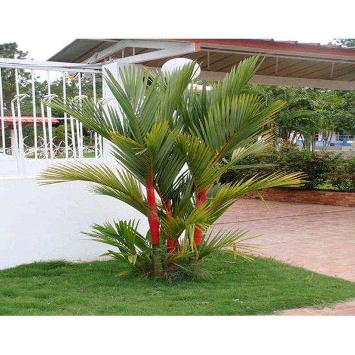 Lipstick Palm 20 - 30cm