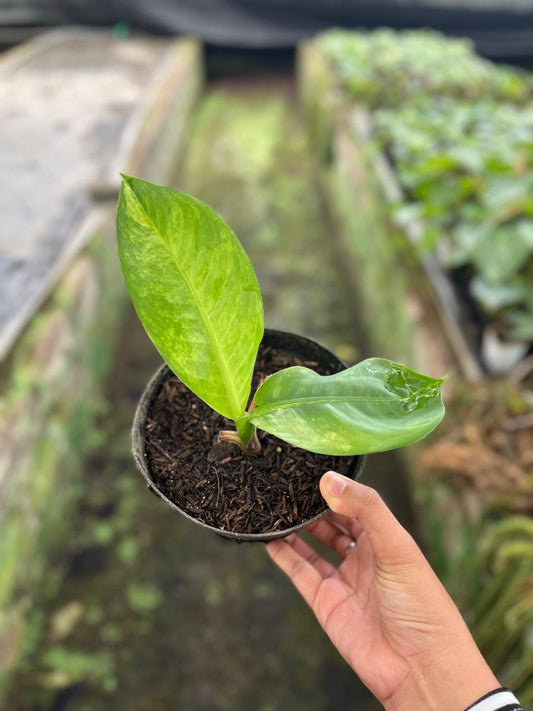 Dieffenbachia Big Ben 1-2 Leaves