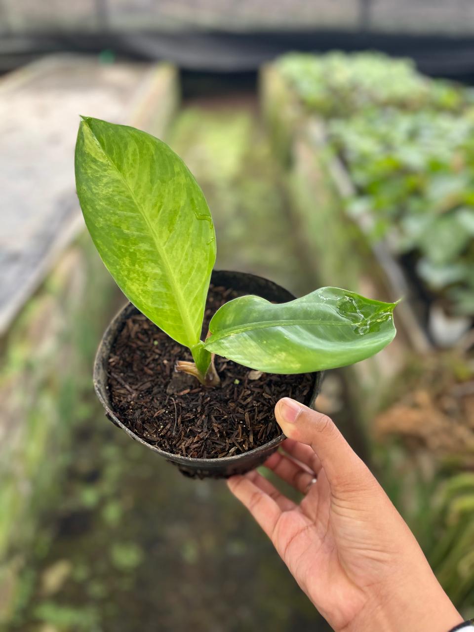 Dieffenbachia Big Ben 1-2 Leaves