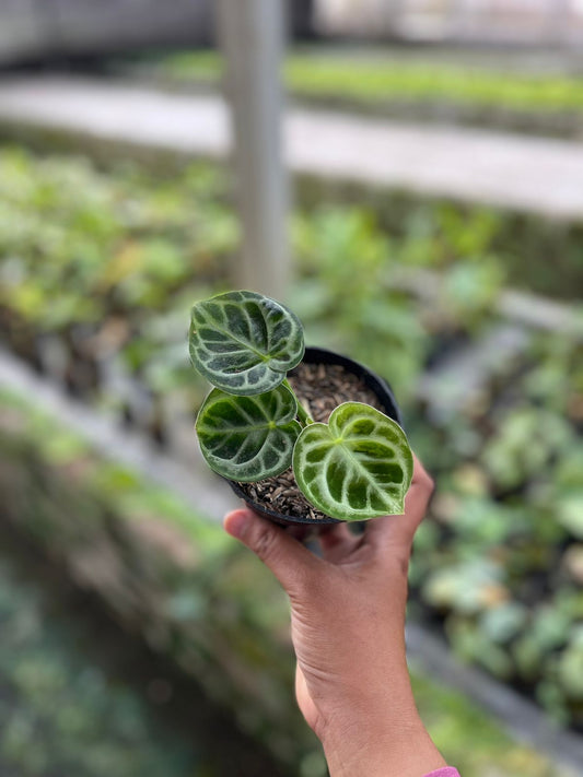 Anthurium Dorayaki Orthodox 2-3 Leaves