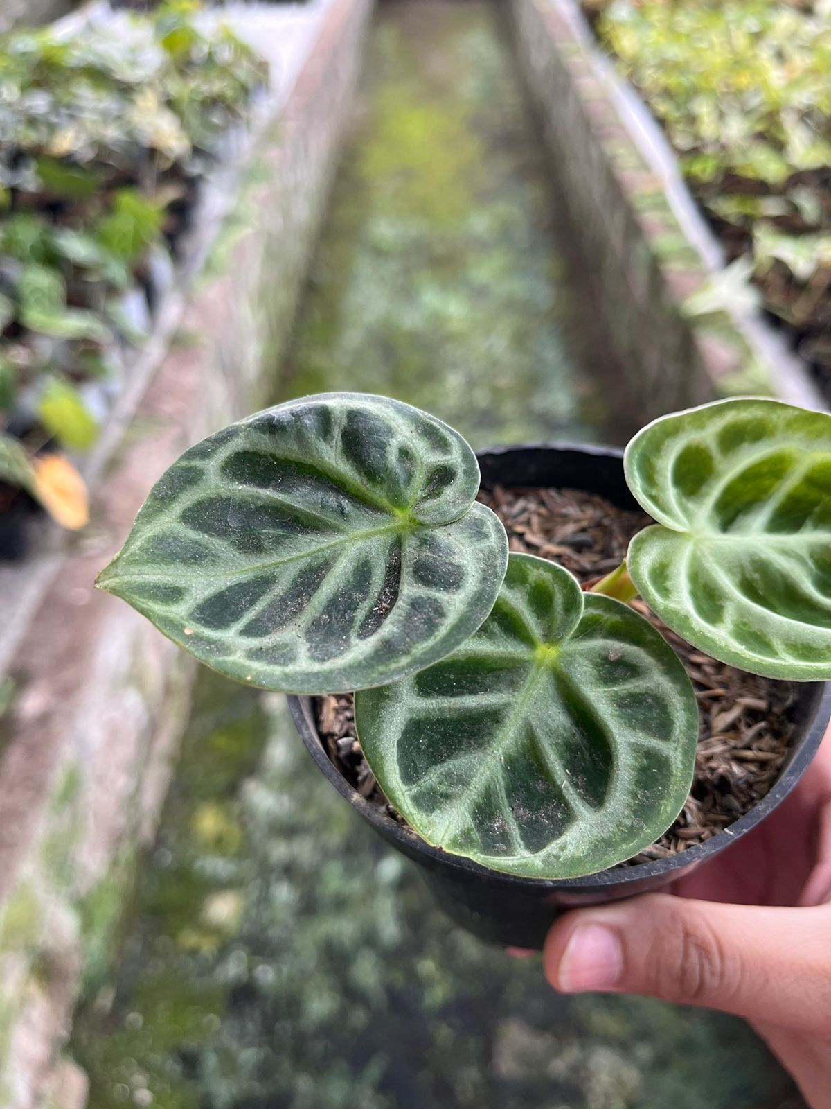 Anthurium Dorayaki Orthodox 2-3 Leaves