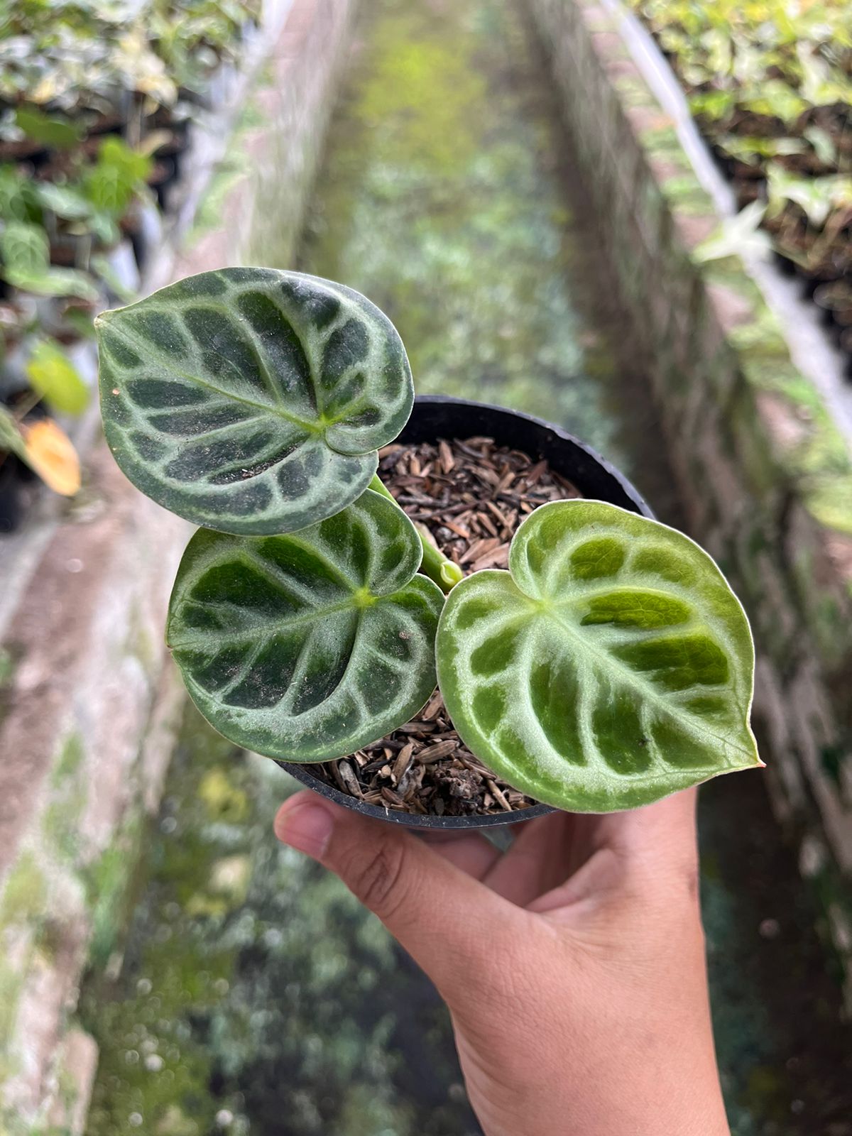 Anthurium Dorayaki Orthodox 2-3 Leaves