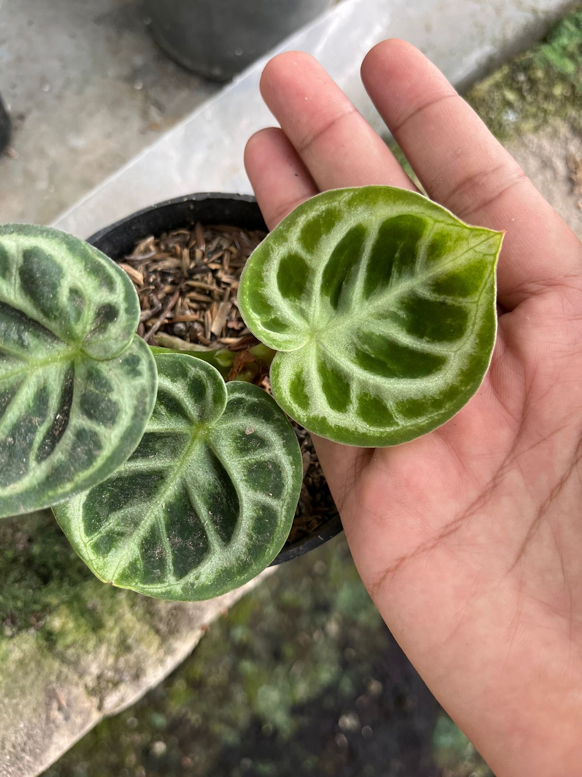 Anthurium Dorayaki Orthodox 2-3 Leaves