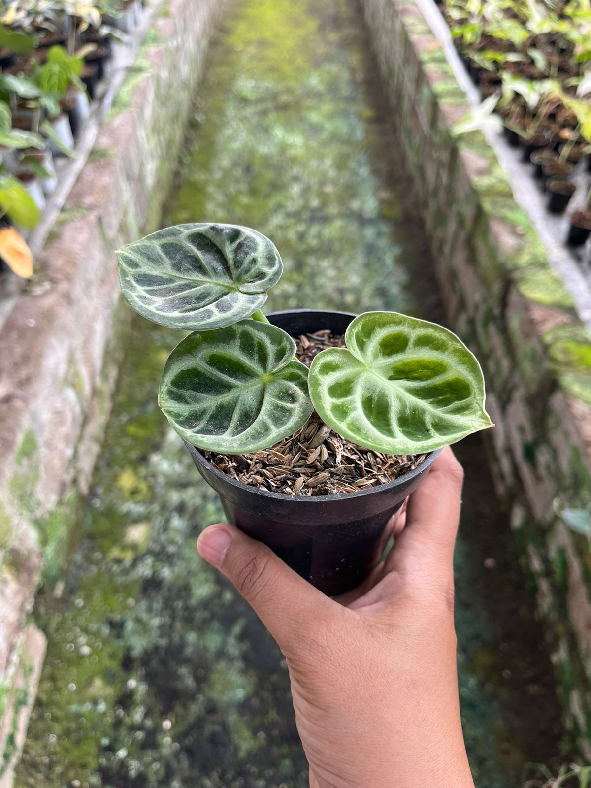 Anthurium Dorayaki Orthodox 2-3 Leaves