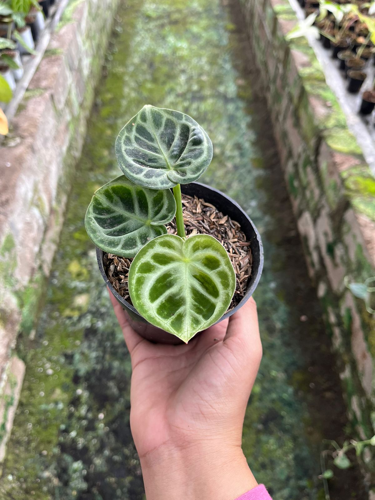 Anthurium Dorayaki Orthodox 2-3 Leaves