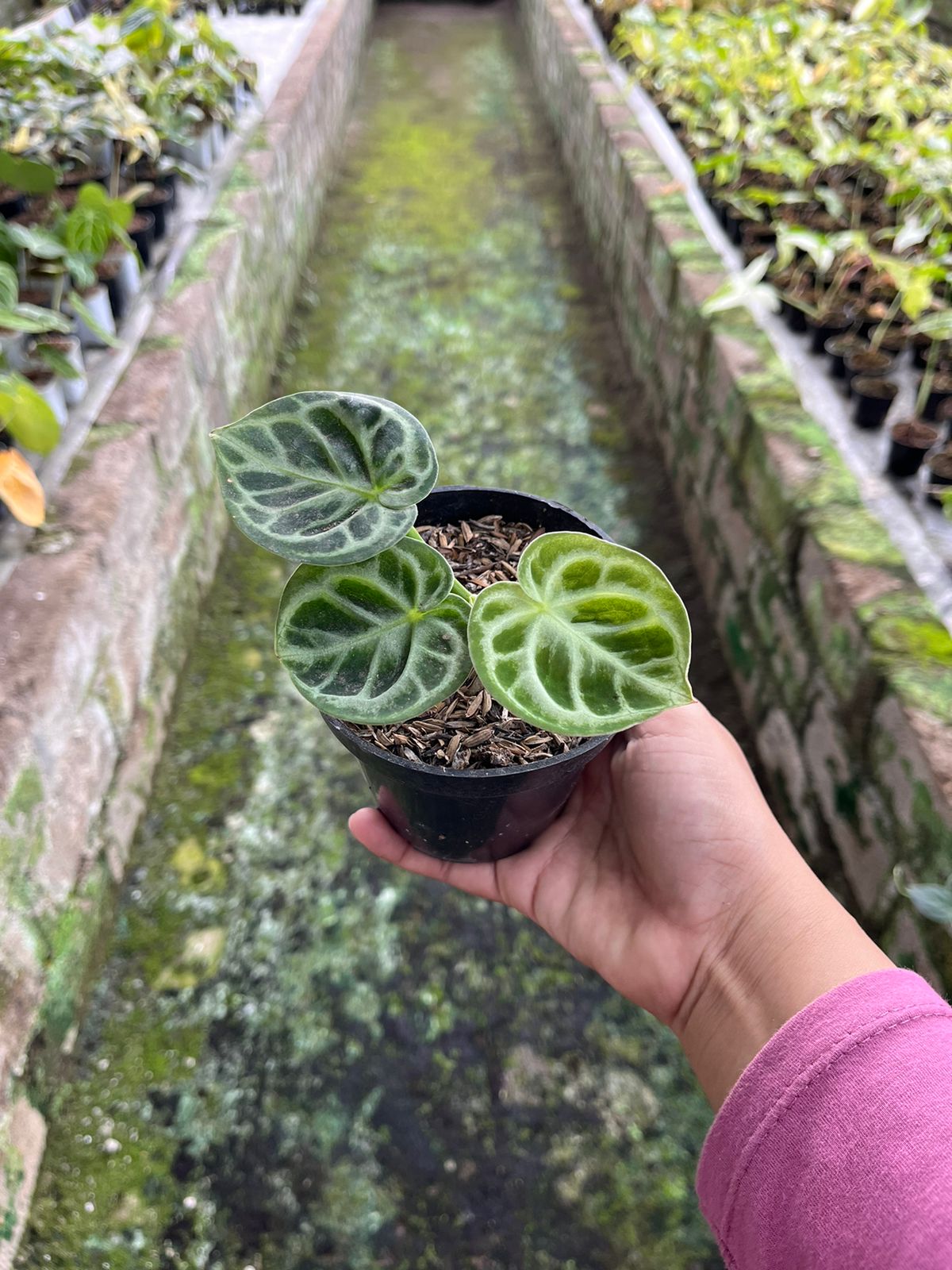 Anthurium Dorayaki Orthodox 2-3 Leaves