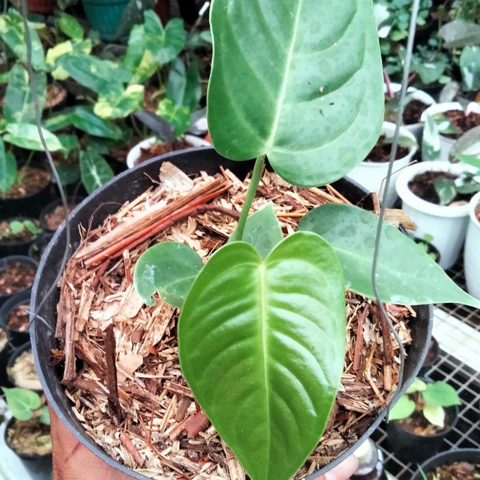 Anthurium Veitchii 2 - 4 leaves