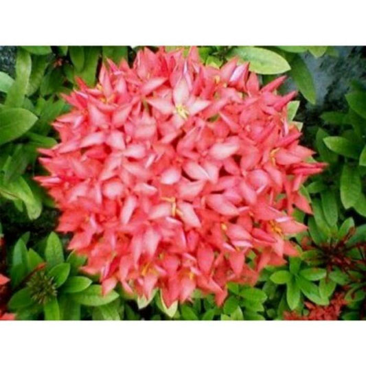 Ixora "RedFlower" 20 - 30cm