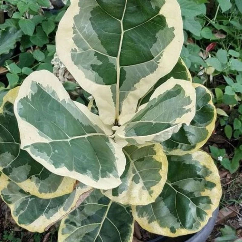 Ficus Lyrata Variegated 2-3 Leaves