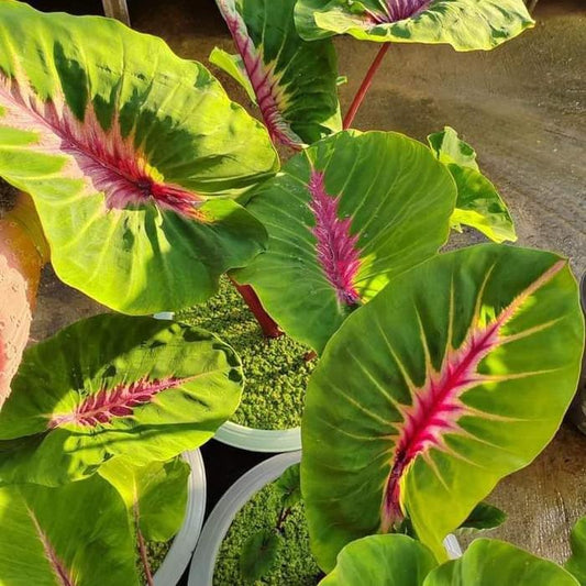 Colocasia Papua 2-3 Leaves