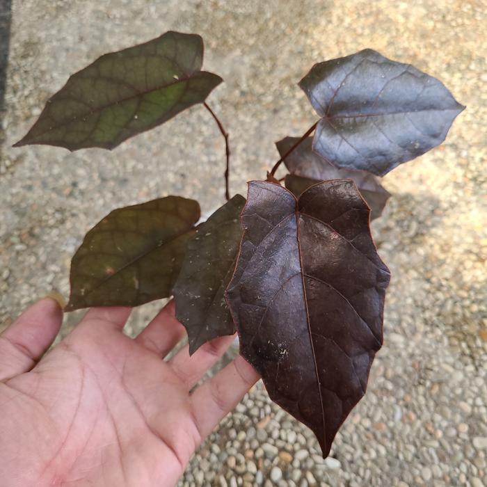 Pterisanthes Sp Borneo 2-3 Leaves