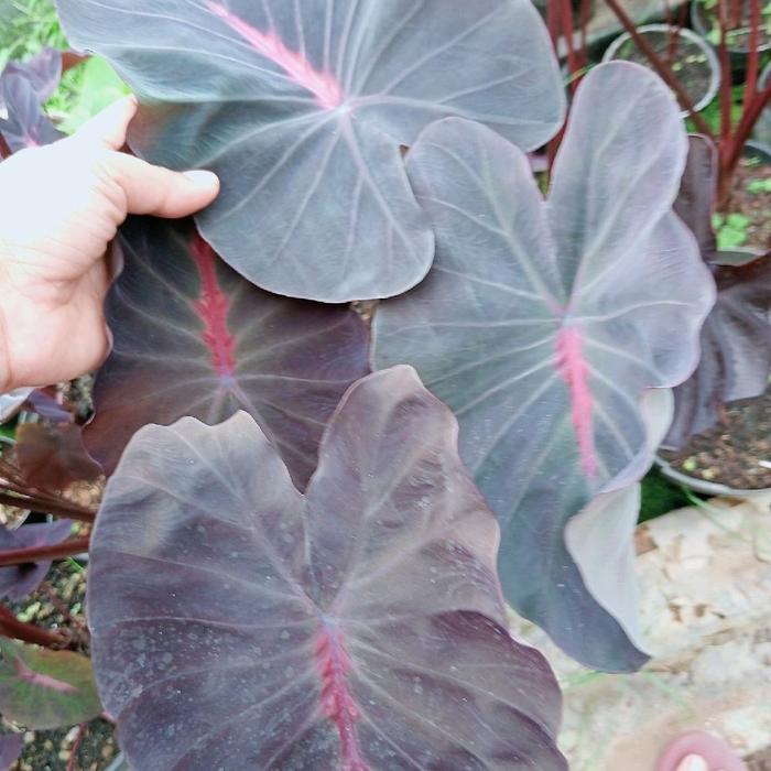 Colocasia Black Diamond 2-3 Leaves
