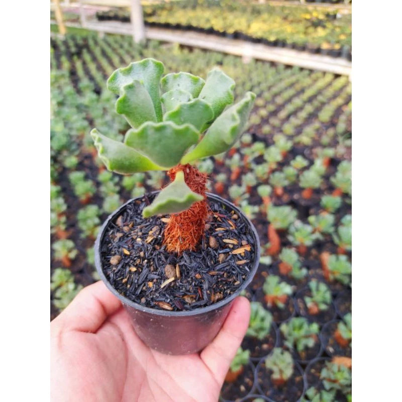Adromischus Poellnitzianus medium size