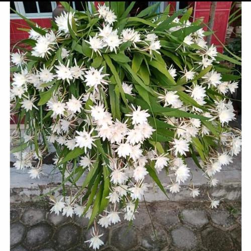 Epiphyllum Oxypetalum White Flower 20 - 30cm