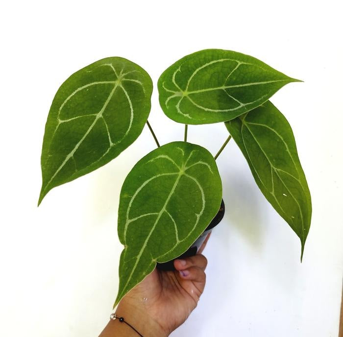 Anthurium Forgetii 2 - 4 leaves