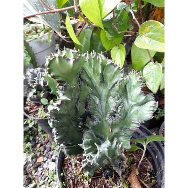 Euphorbia Lactea 2-3 Leaves