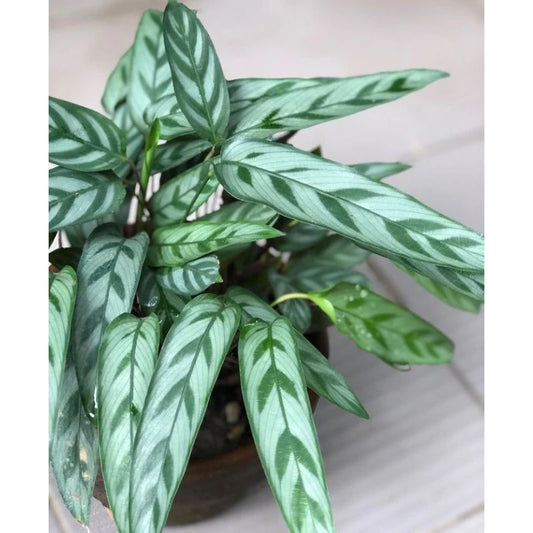 Calathea Bachemiana - 4 leaves