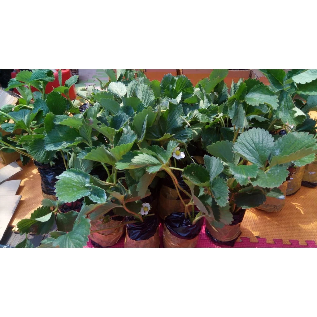 Strawberry Jumbo 30 - 50cm