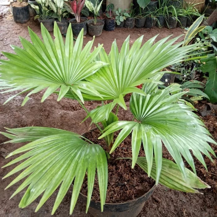Saribus Rotundifolius 2-3 Leaves