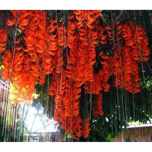 Flame of Irian Mucuna Bennetii 2 - 4 leaves