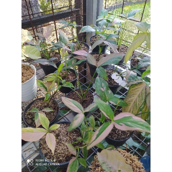 Syngonium Pink Splash 2 - 4 leaves
