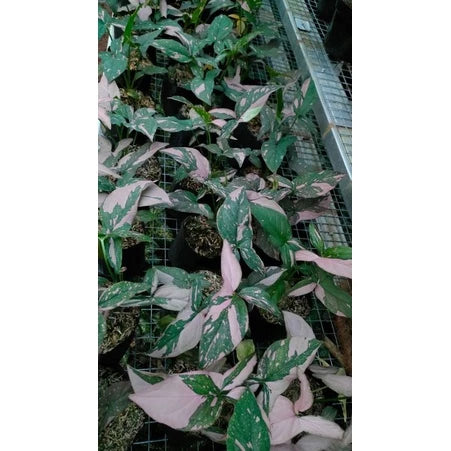 Syngonium Pink Splash 2 - 4 leaves